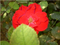 0fe7331a-Picture 3130.jpg